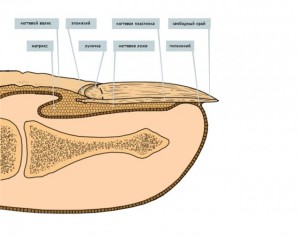 Строение ногтя ноги