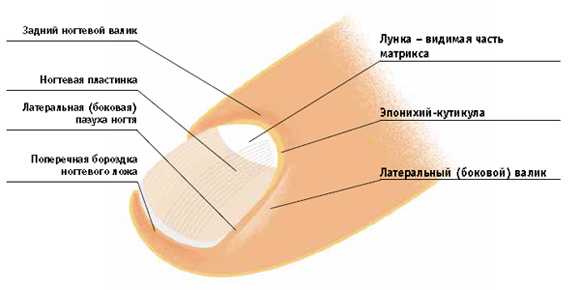 Все этапы заключаются в обработке разных зон кожи вокруг ногтевой пластины
